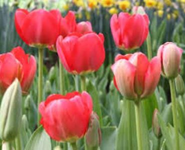 Лале Darwin hybrids spring song